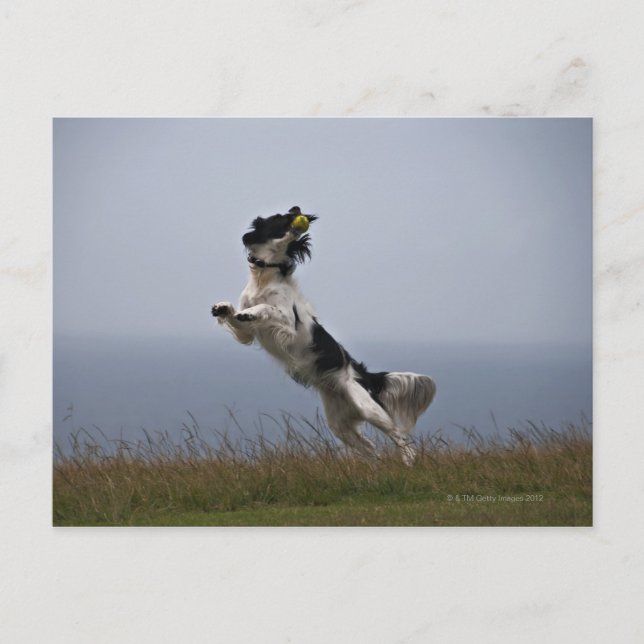 Cartão Postal Springer Spaniel preto e branco brincando com (Frente)