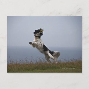 Cartão Postal Springer Spaniel preto e branco brincando com