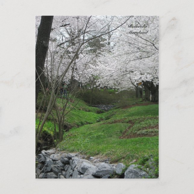 Cartão Postal Springtime em Bethesda, Maryland (Frente)