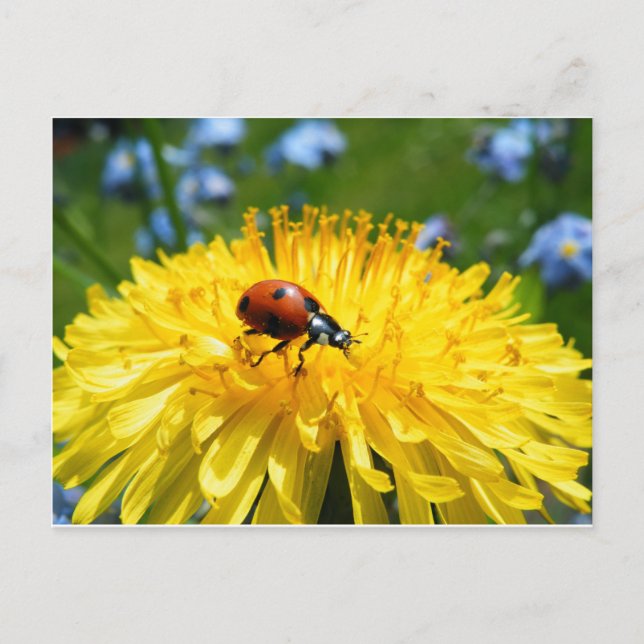 Cartão Postal Springtime Ladybird em Dandelion (Frente)