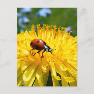 Cartão Postal Springtime Ladybird em Dandelion