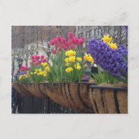 Springtime na Greeley Square NYC Flowers em Nova Y