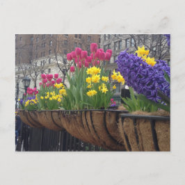 Cartão Postal Springtime na Greeley Square NYC Flowers em Nova Y