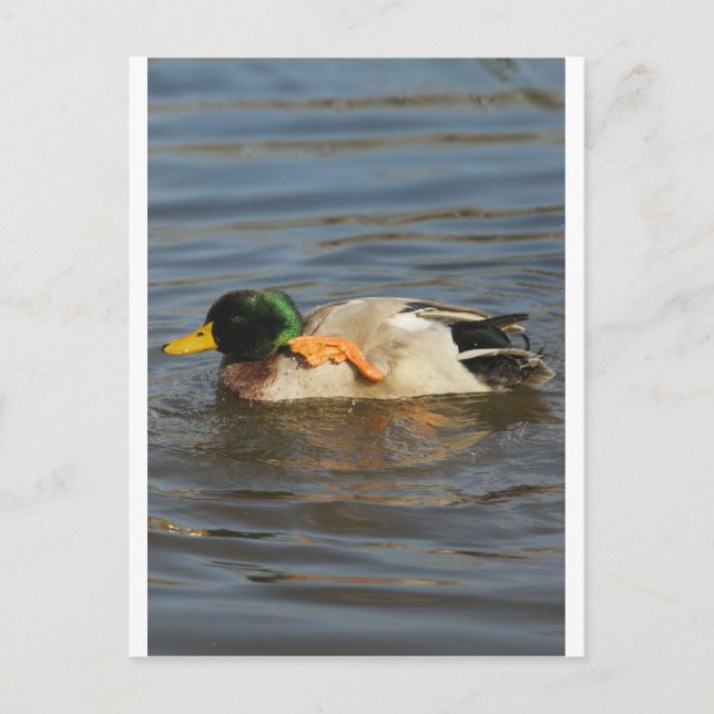 Cartão Postal Squeaky (Frente)