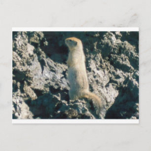 CARTÃO POSTAL SQUIRREL (2)