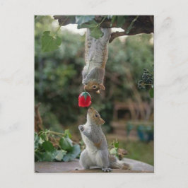 Cartão Postal Squirrel Love