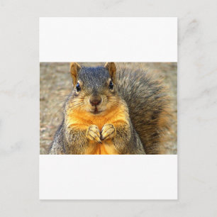 Cartão Postal Squirrel Love