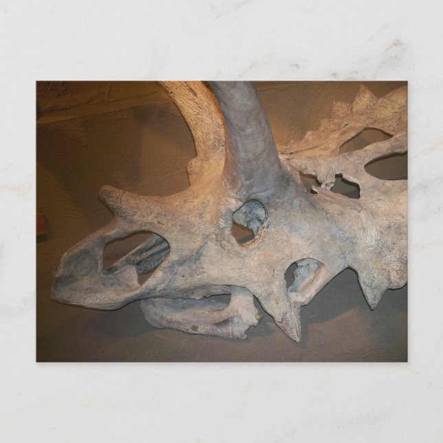 Cartão Postal Sr.dino #2 (Frente)