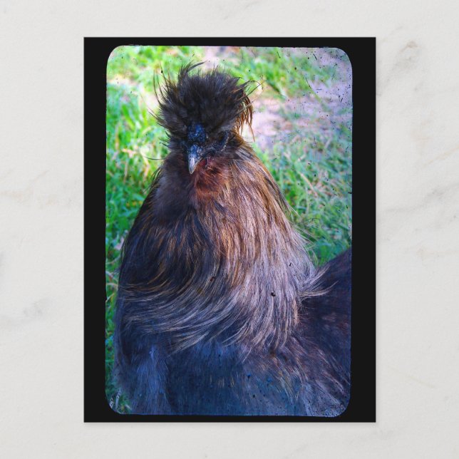 Cartão Postal Sr. Fluffy, o Galo Silkie (Frente)
