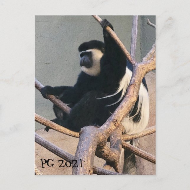 Cartão Postal Sr. Macaco (Frente)