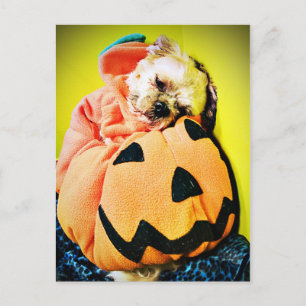 Cartão Postal Sr. Puppy Pumpkin