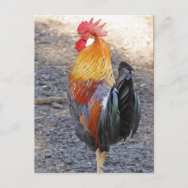 Cartão Postal Sr. Rooster