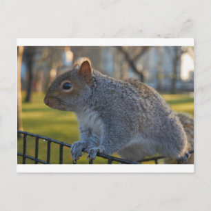 Cartão Postal Sr. Squirrel Pareceu Pensador, Parque da Bateria,