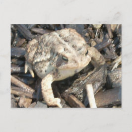 Cartão Postal Sr. Toad