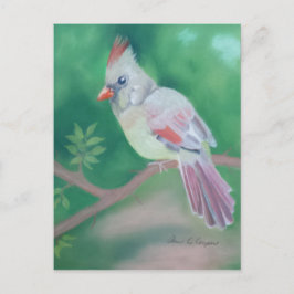Cartão Postal Sra. Cardinal