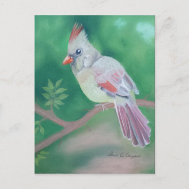 Cartão Postal Sra. Cardinal (Frente)