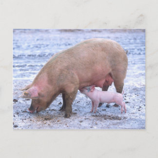 Cartão Postal Sras e leitões