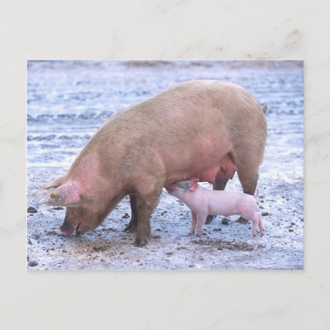 Cartão Postal Sras e leitões (Frente)