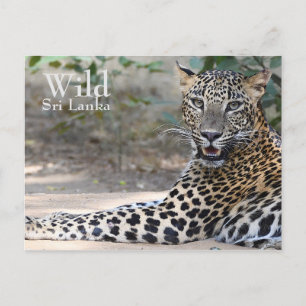 Cartão Postal Sri Lanka Leopardo