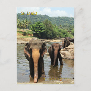 Cartão Postal Sri Lanka, Orfanato de Elefante Pinnawala