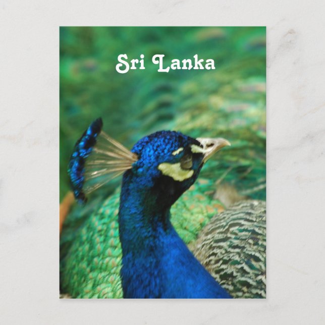 Cartão Postal Sri Lanka Peafowl (Frente)