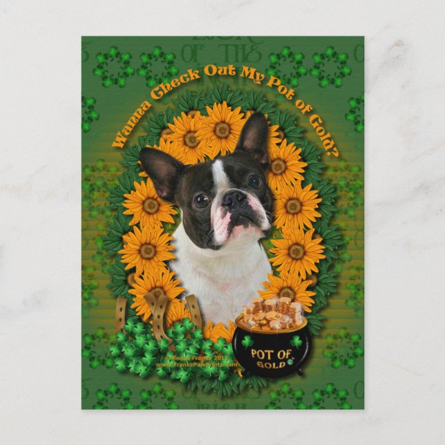 Cartão Postal St Patricks - Pote da Dourada - Boston Terrier (Frente)