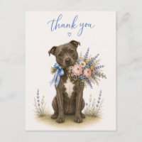 Staffordshire Bull Terrier Obrigado