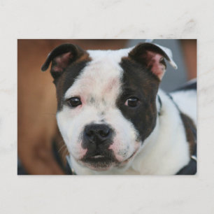 Cartão Postal Staffordshire Bull Terrier Postcard