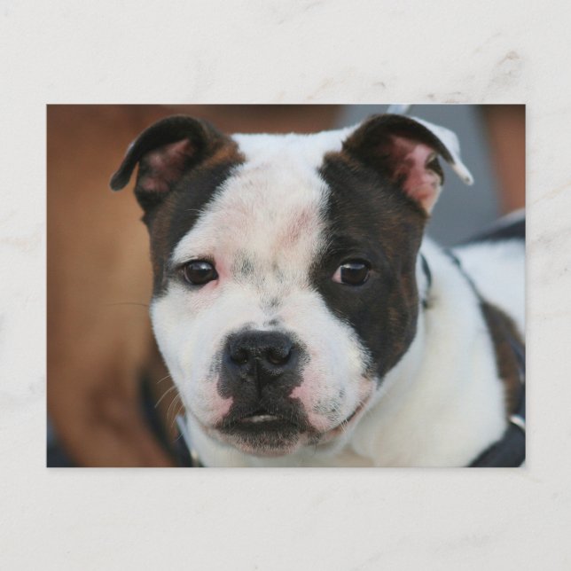 Cartão Postal Staffordshire Bull Terrier Postcard (Frente)