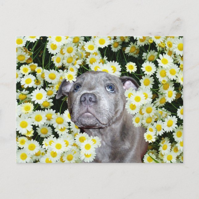 Cartão Postal Staffordshire Bull Terrier Puppy No Daisies, (Frente)
