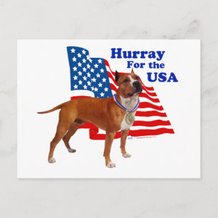 Cartão Postal Staffordshire Terrier Americano EUA