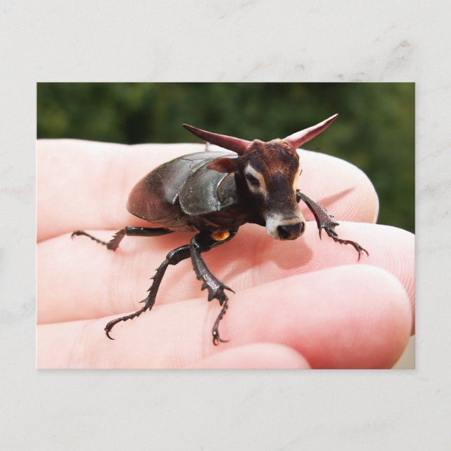 Cartão postal Stag Bull (Frente)