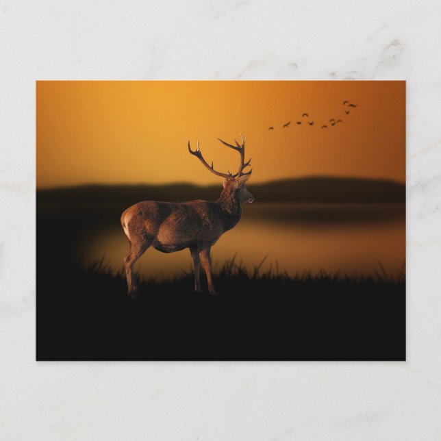 Cartão Postal Stag Sunrise Misty Morning Deer (Frente)
