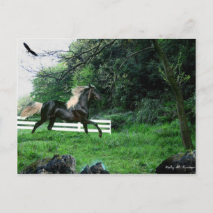 Cartão Postal Stallion Negro
