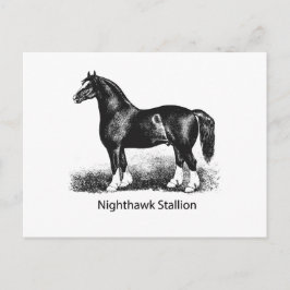 Cartão Postal Stallion NoturnoProduto Selecionado