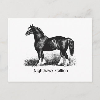Cartão Postal Stallion NoturnoProduto Selecionado