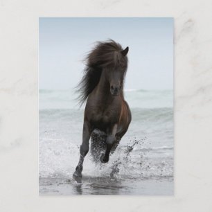 Cartão Postal Stallion Running On Beach Atlântico Norte