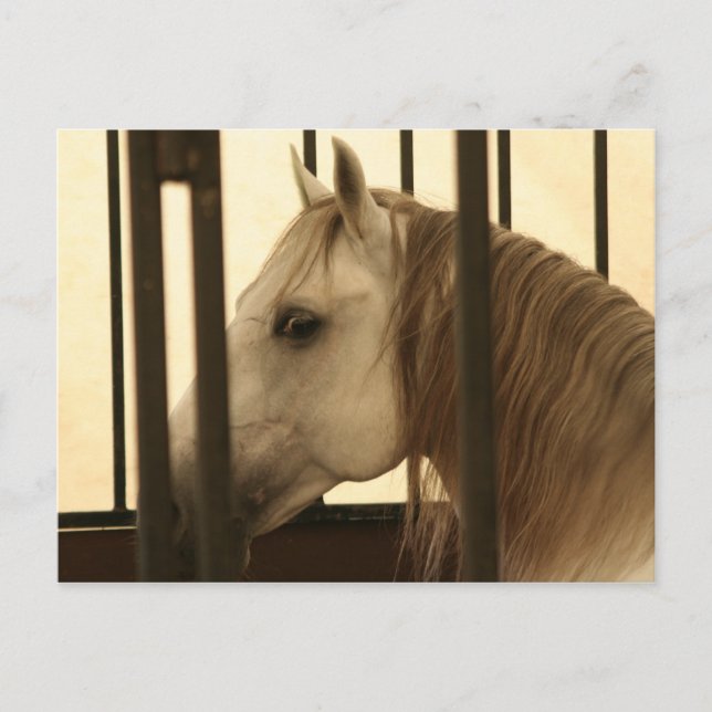 Cartão Postal Stallion Watching (Frente)