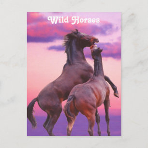 Cartão Postal Stallions Reproduzindo Cartão-Postal