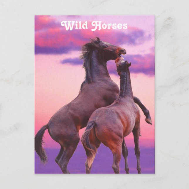 Cartão Postal Stallions Reproduzindo Cartão-Postal (Frente)