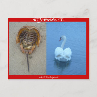 Cartão Postal Stamford, CT
