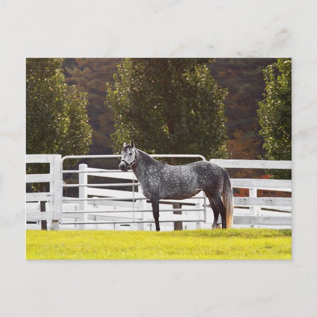 Cartão Postal Stand Proud (Frente)