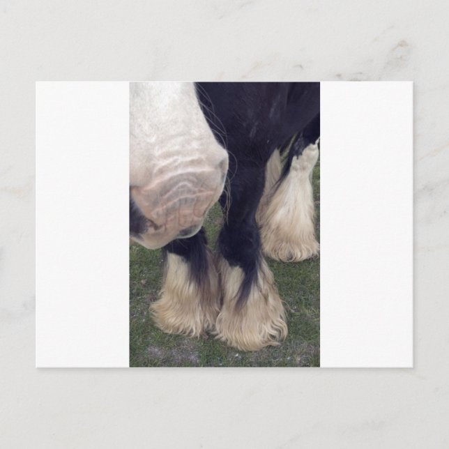 Cartão Postal Stanley (Frente)