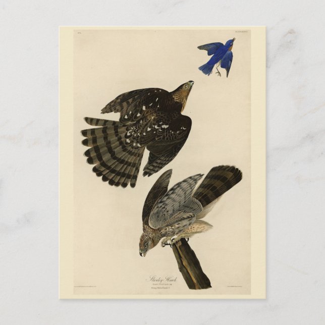 Cartão Postal Stanley (Cooper's) Hawk Audubon's Birds of America (Frente)