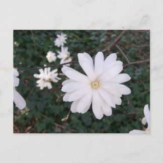 Cartão postal Star Magnolia
