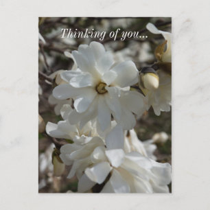 Cartão Postal Star Magnolia Blooms Pensando Em Voc
