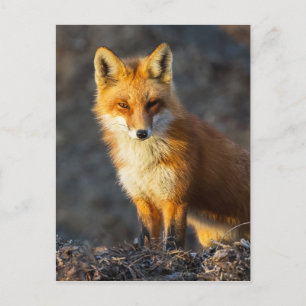 Cartão Postal Stare Foxy