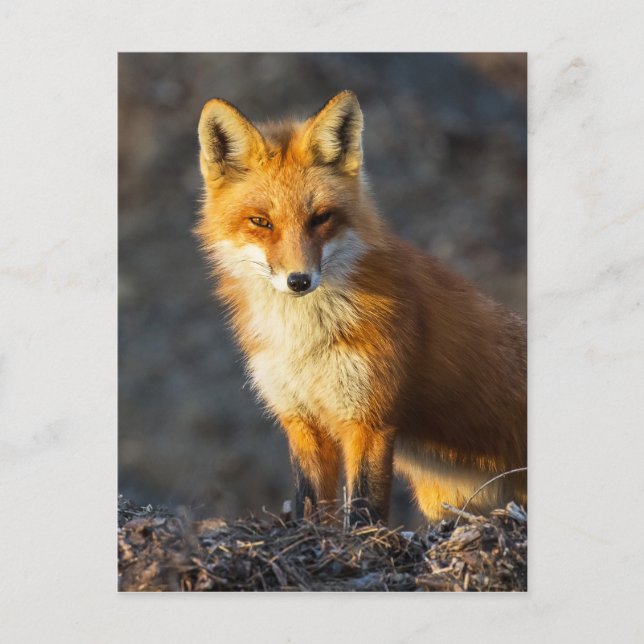 Cartão Postal Stare Foxy (Frente)
