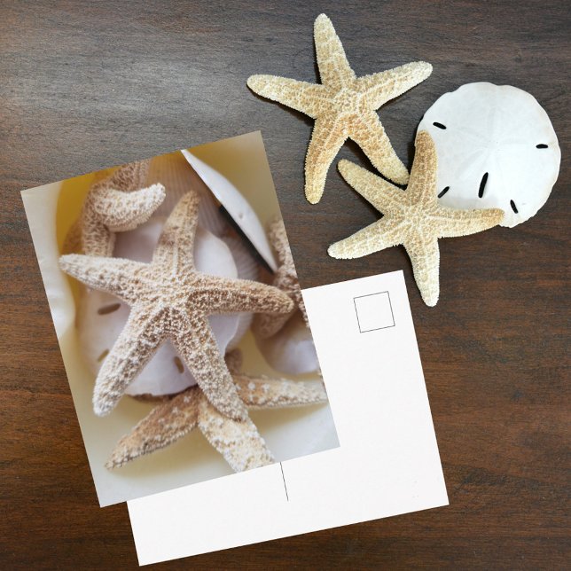 Cartão Postal Starfish e Sand Dollares Seashell Fotográfico (Criador carregado)