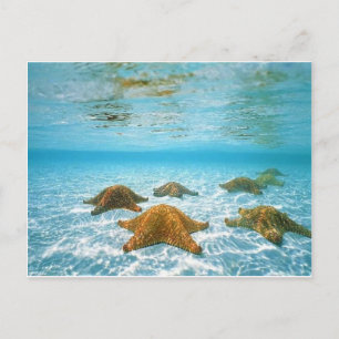 Cartão Postal starfish Island.jpg